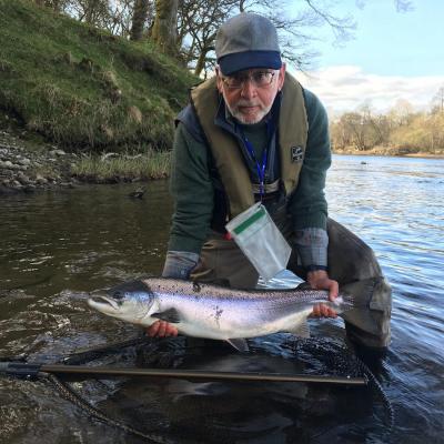 Here's the 1st of 2 perfect early Spring caught salmon from the River Tay in Perthshire by this salmon fishing vacation guest. This angler came up from England with the dream of catching a Scottish salmon on the fly and was rewarded with 2 fine specimens that were caught in rapid succession at the mouth of the River Tummel. I took this shot while serving as his Tay salmon guide that day. fishing on River Spey