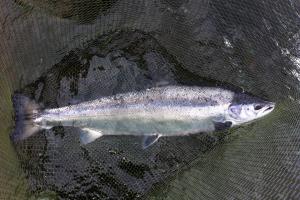 The Atlantic Salmon