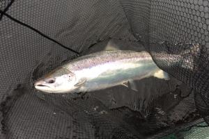Early Spring Salmon Fishing