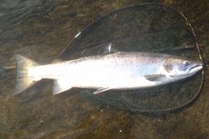 River Tay Fishing