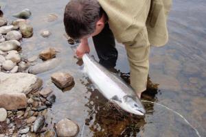 The Perfect River Tay Salmon