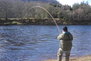 Playing A Scottish Salmon