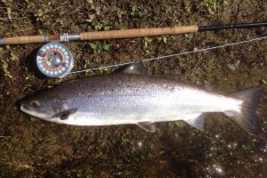 Salmon Fishing Perseverance