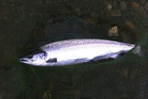 Beautiful Spring Salmon