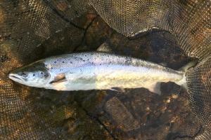 The Salmon Take