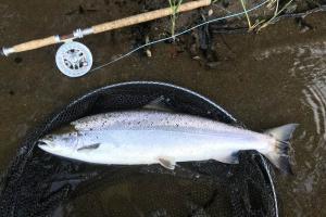 Playing A Salmon