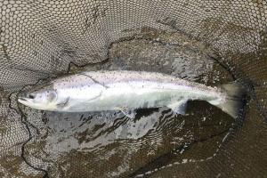 Salmon Fishing Experts