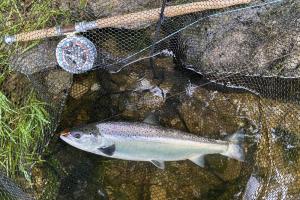 Hooking A Salmon