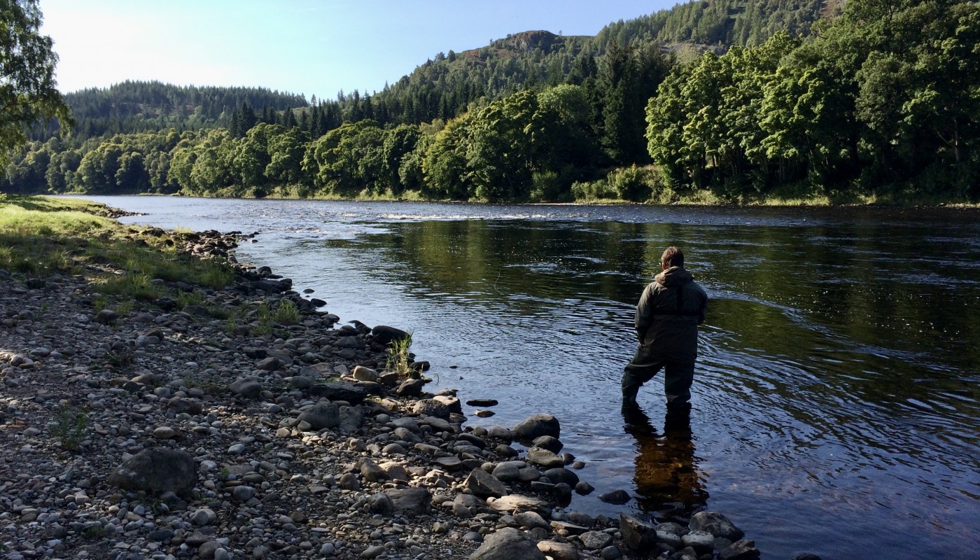 The River Tay's Newtyle Beat has many good salmon fishing pools that can be fished with a fly or a spinner. This fly fishing angler is just approaching one such hotspot at the tail of The Trap Pool. I took this shot while working as a salmon fishing guide for this salmon fisher. This fine photograph was taken during August when many fish are present in this lovely Tay salmon pool.