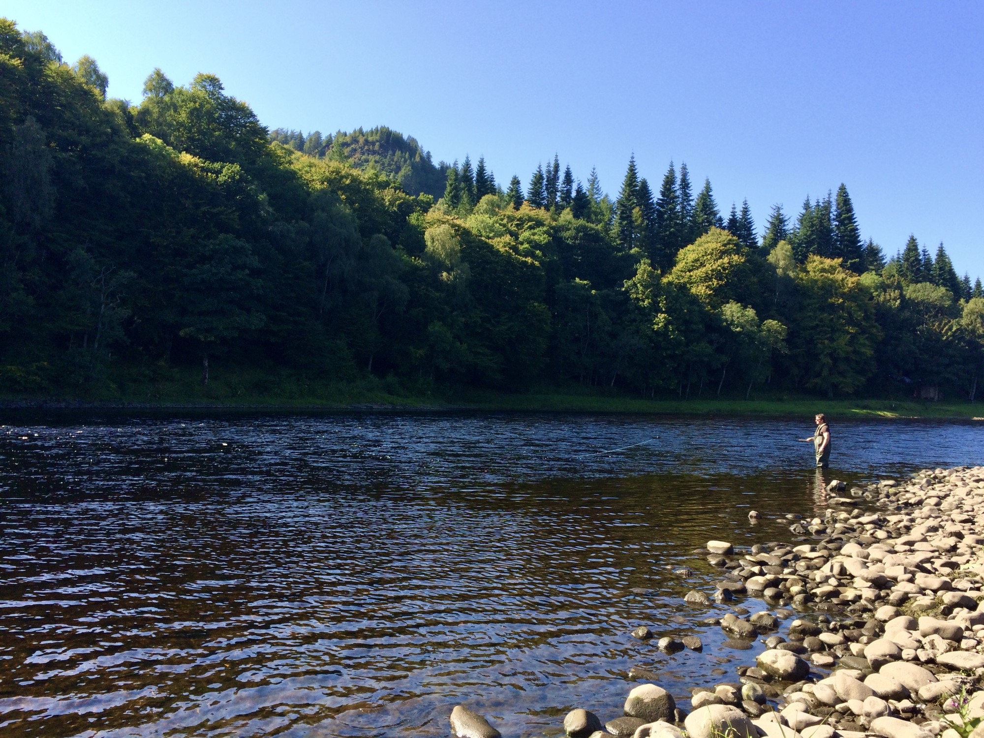 This perfect Newtyle salmon pool is known as 'The Boil' due to a huge riverbed stone that's positioned in the middle of the river opposite this salmon fisher which creates a huge boiling effect on the river surface. You can see Birnam Hill in the distance.