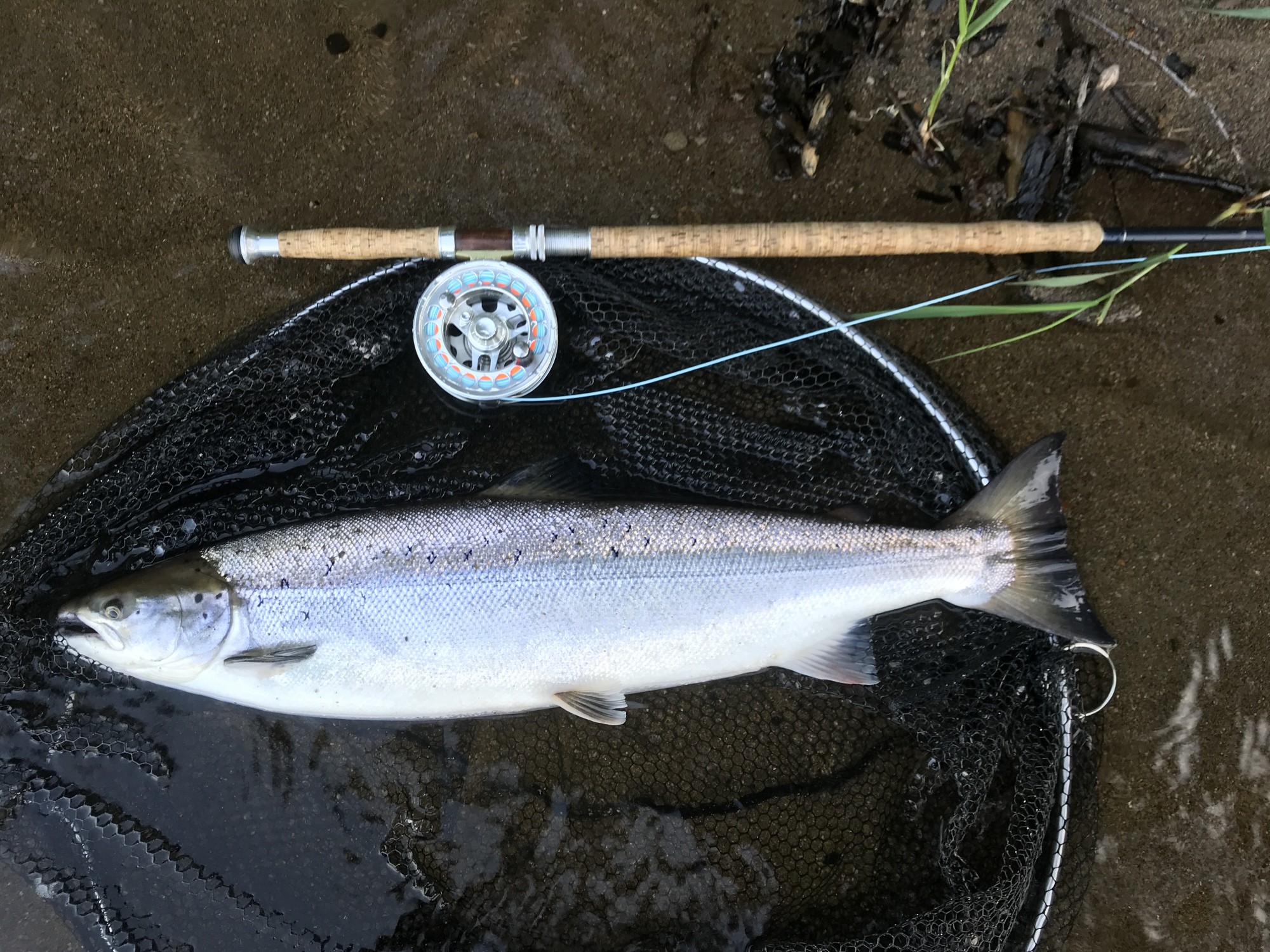 This is a perfect pristine example of what a River Tummel bound fresh run Spring salmon looks like. This perfectly shaped salmon was caught right at the Tummel/Tay confluence between Pitlochry & Dunkeld during late May. These perfect fish are present in this area of the River Tay from late March through to early June. I caught this salmon on the Monteith Copperass salmon fly which is a particularly effective pattern.