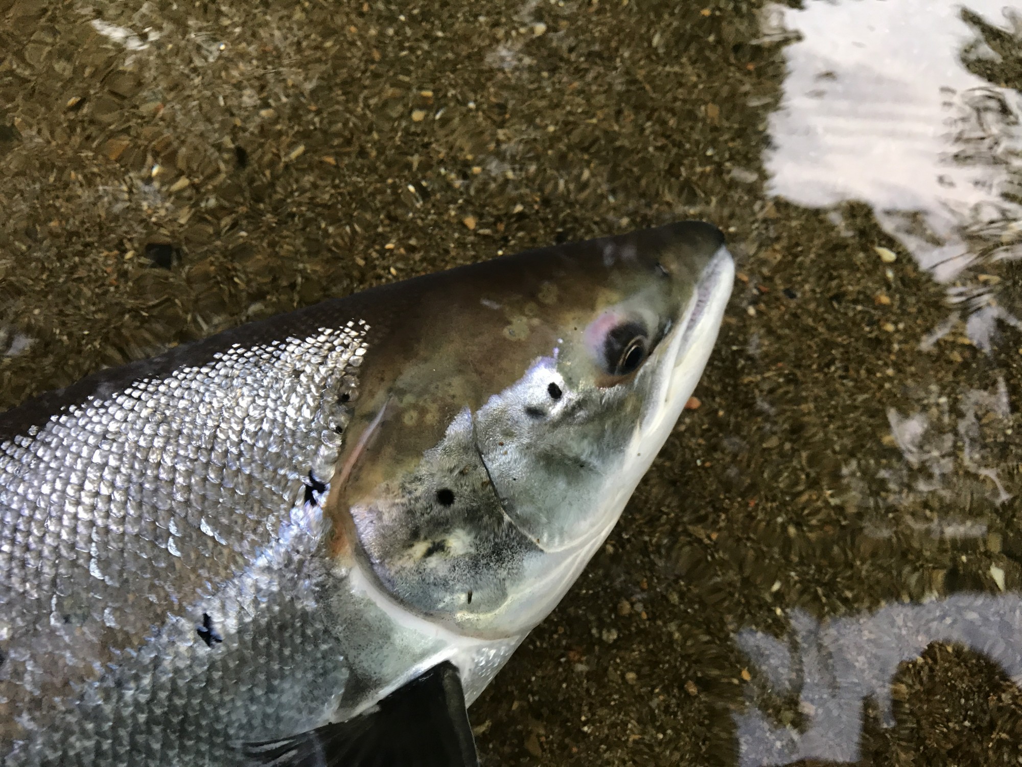 Here's the beautiful head of a perfect fresh run Scottish salmon which I caught on the fly during Springtime on the River Tay. Note how the head of this silver flanked fresh run Spring fish has turned beige to match the riverbed terrain of the river. This fine salmon took a fly near Dunkeld on the River Tay as was quickly released by me immediately after this shot was taken.