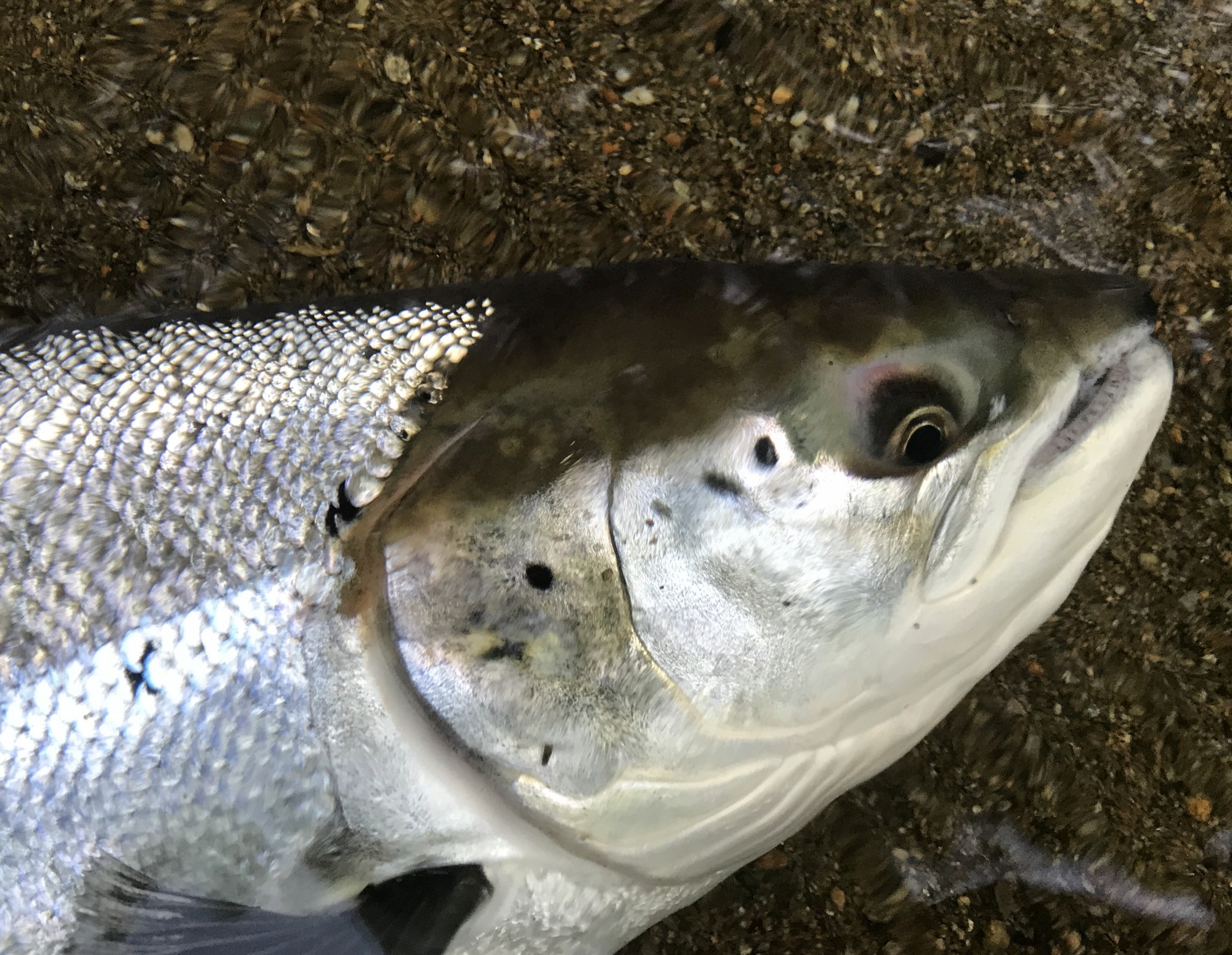 A Scottish Spring salmon is the most perfect creature of all and their physical beauty is something truly splendid especially when you have the tactical fishing awareness to create an up close inspection like this. This fine Springer I caught on the fly rod during April near Dunkeld on the River Tay in Perthshire. Look at the perfect marine colours this fish is still wearing while lying on this sand bar immediately before its quick release.