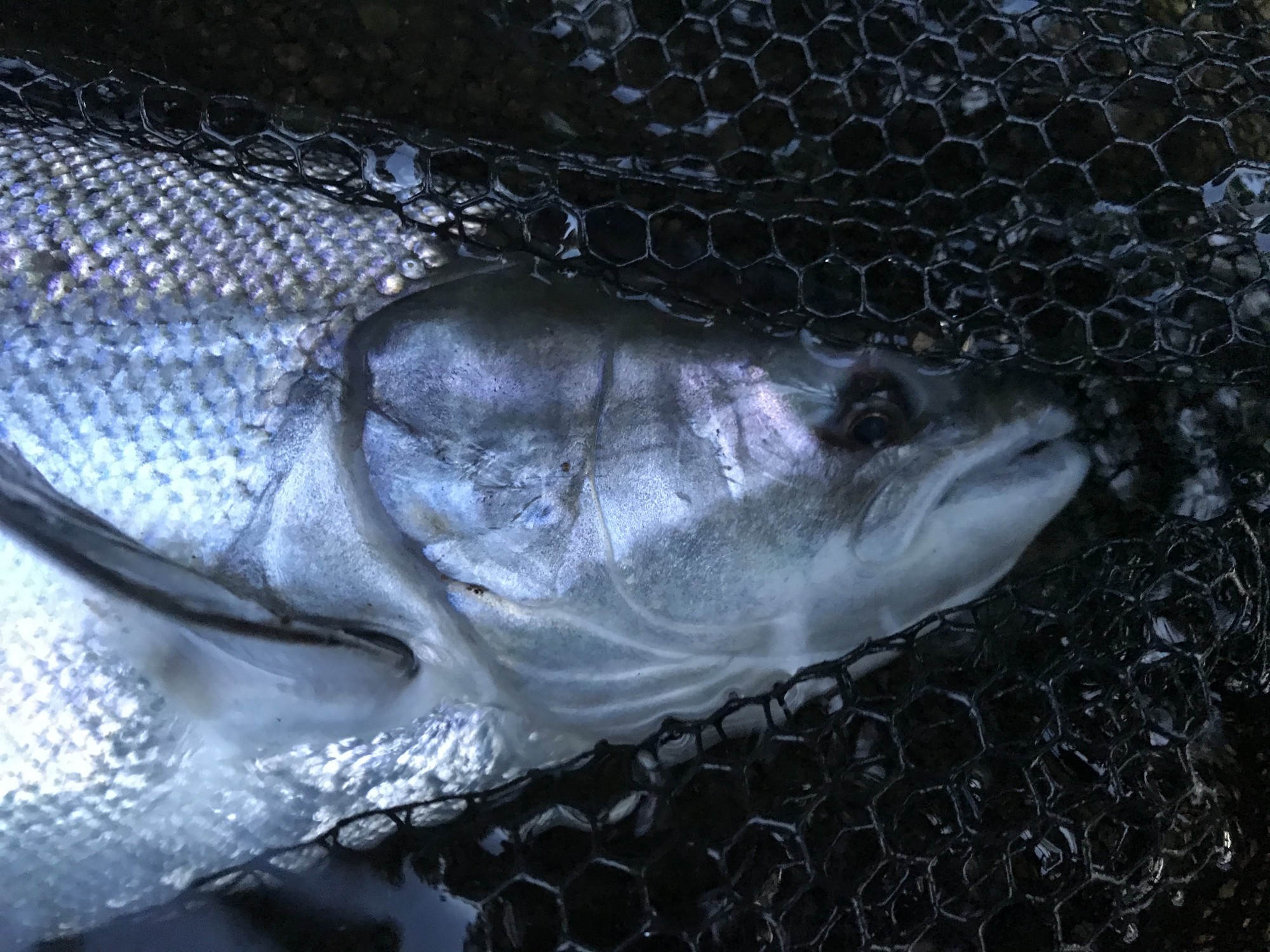 These fresh run Scottish salmon look as if they've been forged from molten silver and are often referred to as 'bars of silver'. This perfect Spring salmon took a 'Jock's Shrimp' salmon fly near the River Tummel & River Tay confluence during late May which is a great time to intercept a fish of this calibre. I took this perfect up close shot while this beautiful fish was still in the landing net before releasing it back to the river.