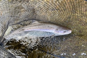 Salmon Pool Water Coverage Consistency