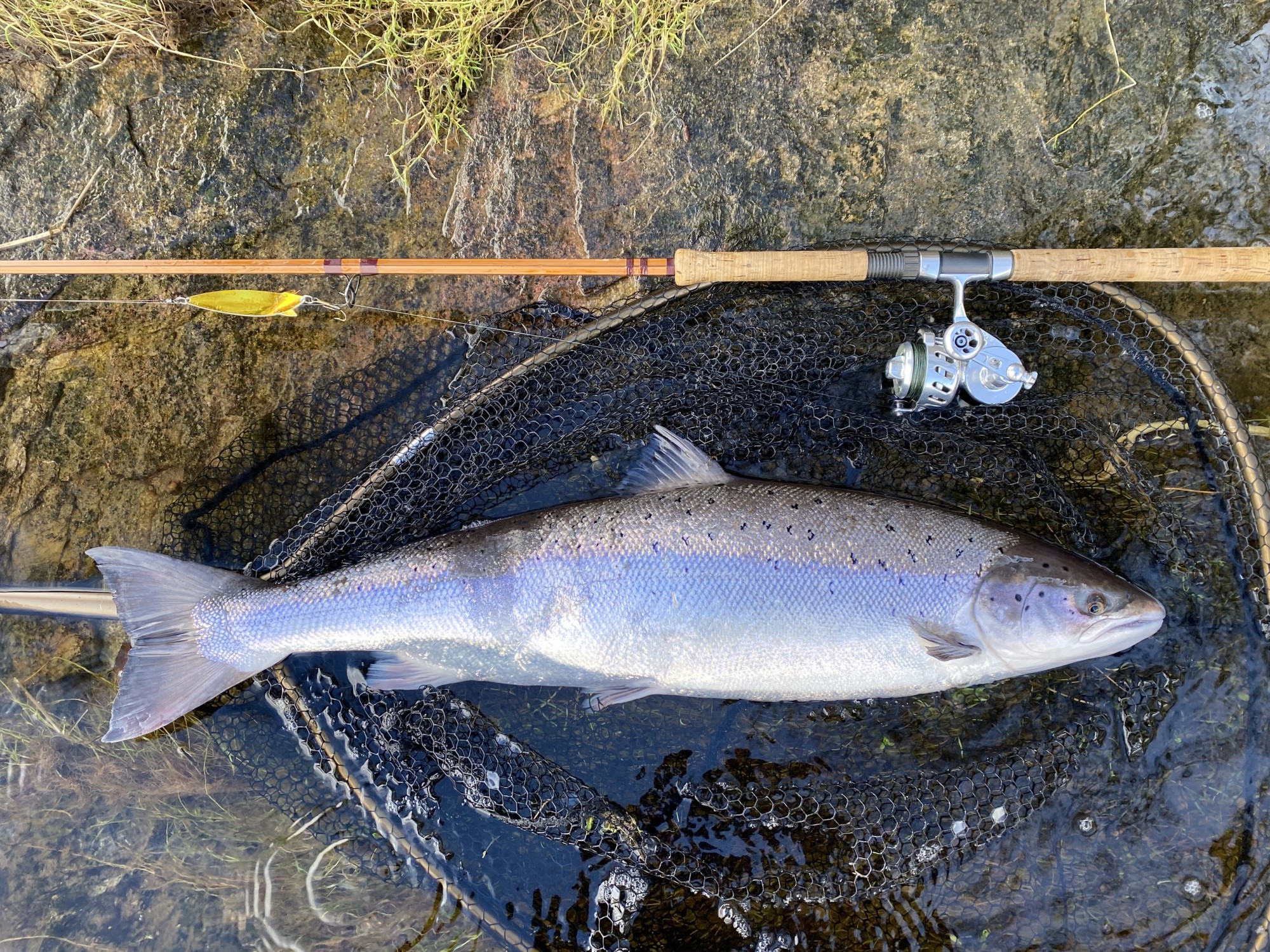 This perfect River Tay Springer was caught by myself on the 23rd of February from the Kinnaird salmon beat near Pitlochry. These early run Scottish salmon are perfect specimens and are guaranteed to get your heart racing. This fish was quickly returned and swam off strongly to continue its upstream migration to the upper reaches of the Tay. You can see the gold ABU Toby lure, Bruce & Walker Hexagraph spinning rod and Van Staal spinning reel used in the capture of this fine Spring run salmon.