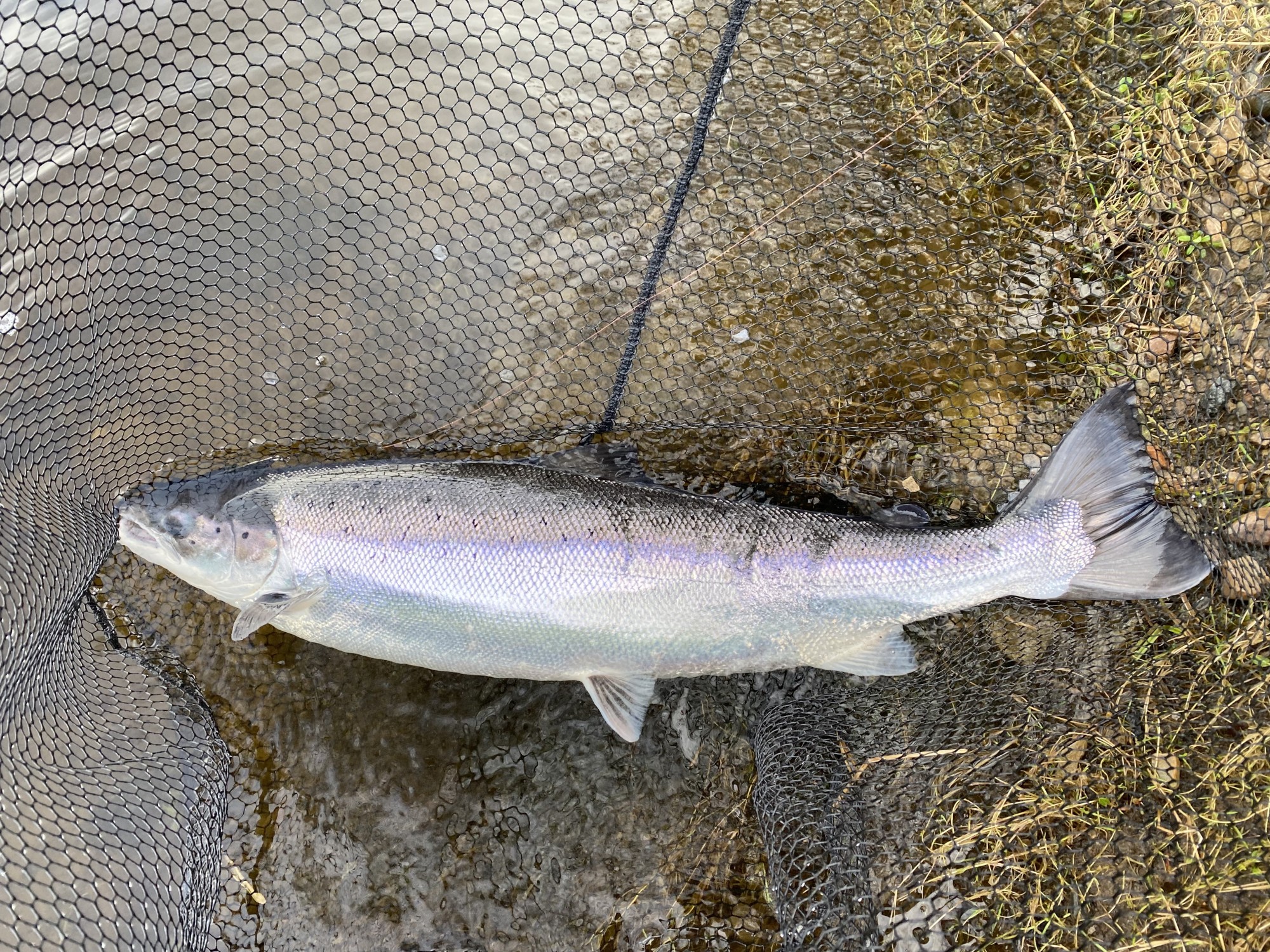 I caught this fine 16lbs specimen Spring salmon in February on the River Tay near Dunkeld as hard proof that early run Scottish salmon certainly do exist. Look at the caliber of this perfect fish which is exceptional and easily caught too for those who know how & where to fish during the early Spring months in Scotland.