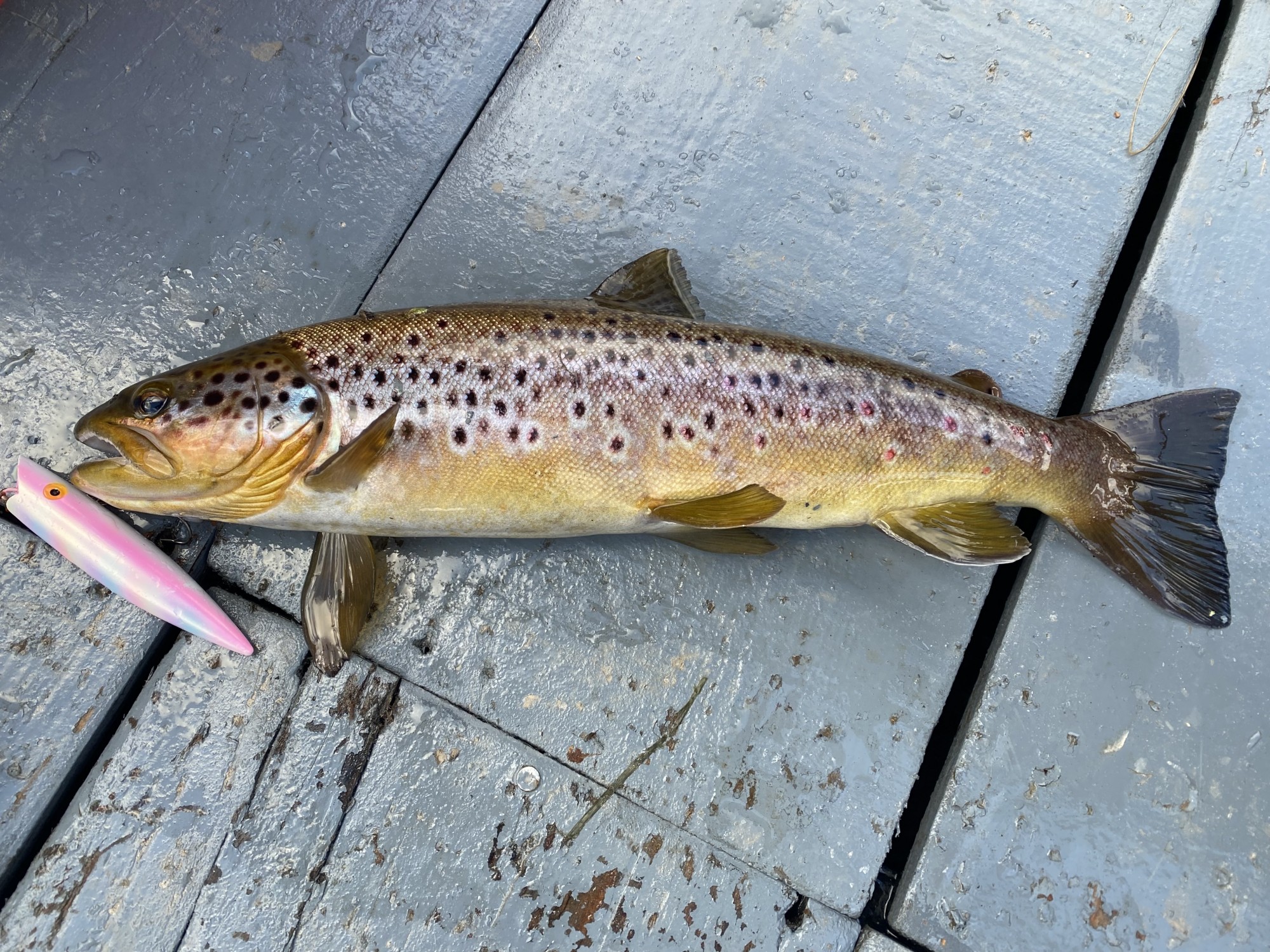 Wild brown trout like this are over abundant on most Scottish rivers and absolutely decimate juvenile salmon stocks. Fishery management are mainly oblivious to this centuries old hard predation fact. This one was caught by accident by a salmon fishing guest on the River  Tay while fishing near the Perthshire village of Logierait.
