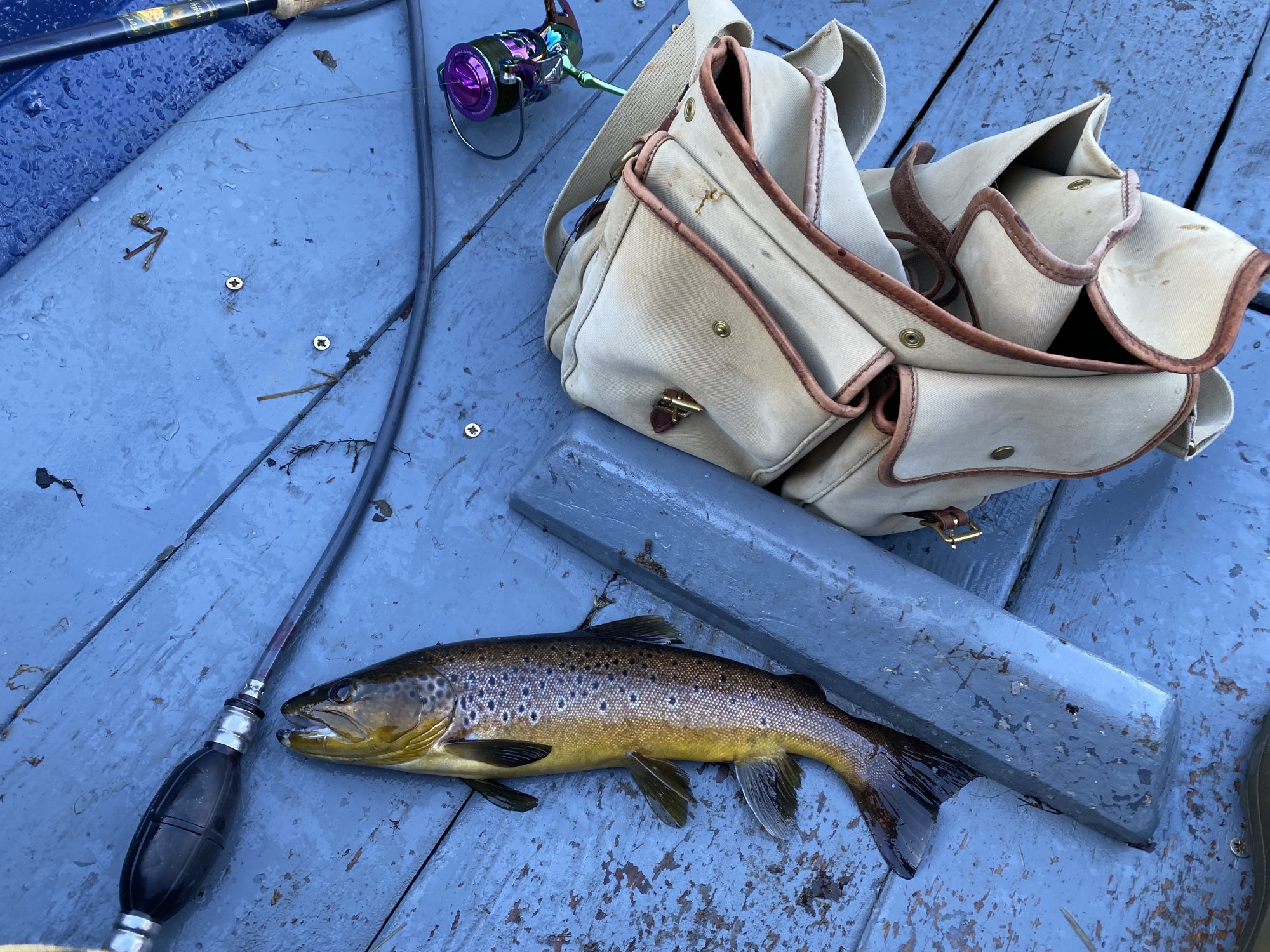 The huge wild brown trout populations on the Scottish salmon river are the biggest threat to juvenile salmon and account for the loss of many millions of juvenile salmon each year. This perfect predatory specimen was caught near the River Tummel/ Tay confluence from the boat while trolling for salmon.