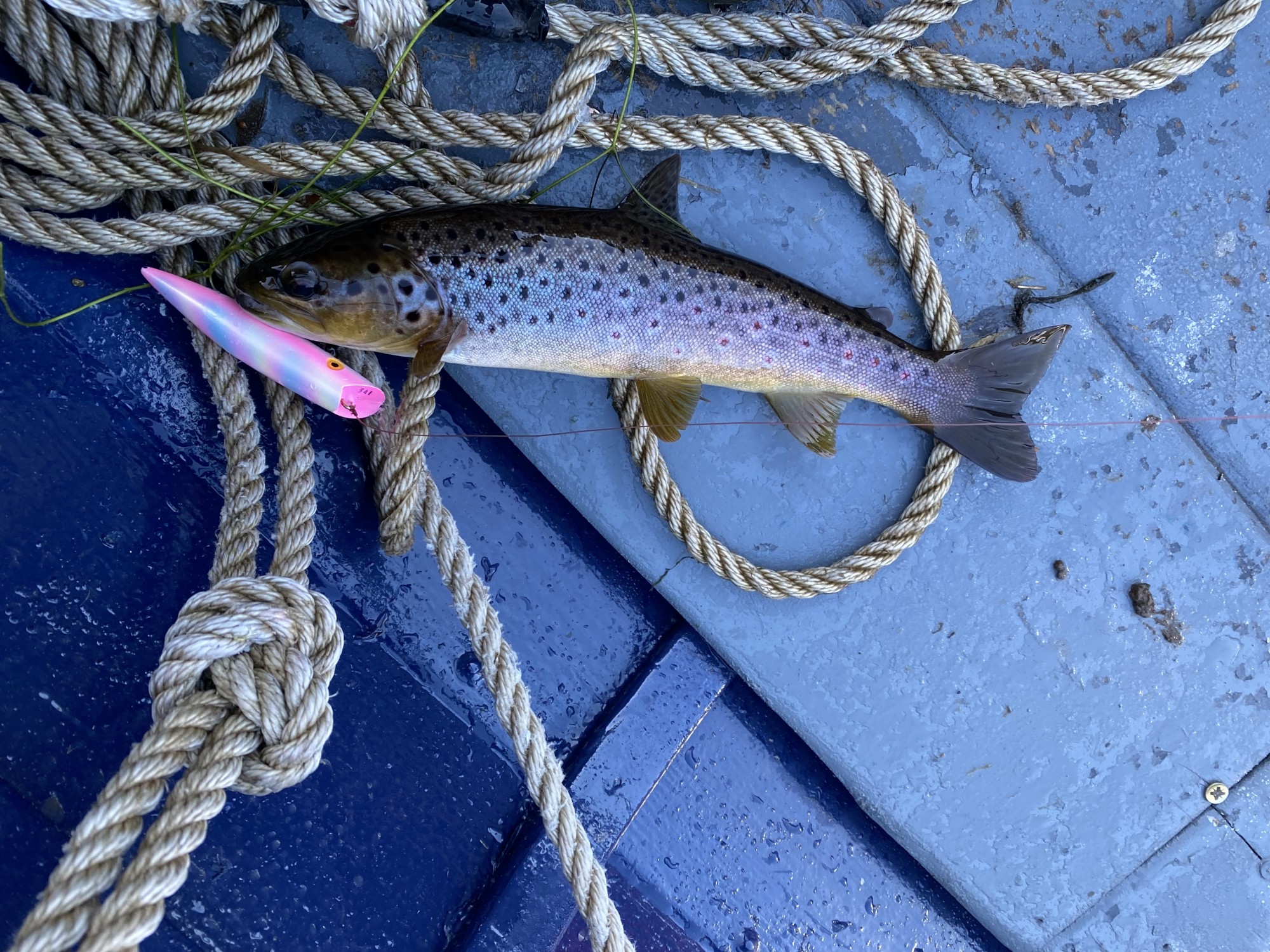 This big wild speckled brown trout was caught by myself on the River Tay in March from the salmon boat. You can see the big salmon lure the trout took proving it's not living off fly life as most people wrongly assume. These are the biggest yet generally unknown predators for juvenile salmon stocks.