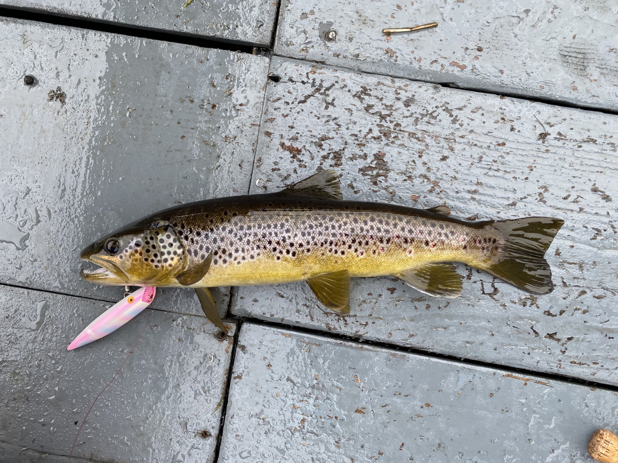 This big trout readily took this 4 inch salmon lure in Spring which it mistook of a juvenile salmon. There are far too many big predatory brown trout in the Scottish rivers these days as their stocks have not been managed for 5 or more decades. This trout is lying on the floor boards of a traditional River Tay salmon fishing boat.