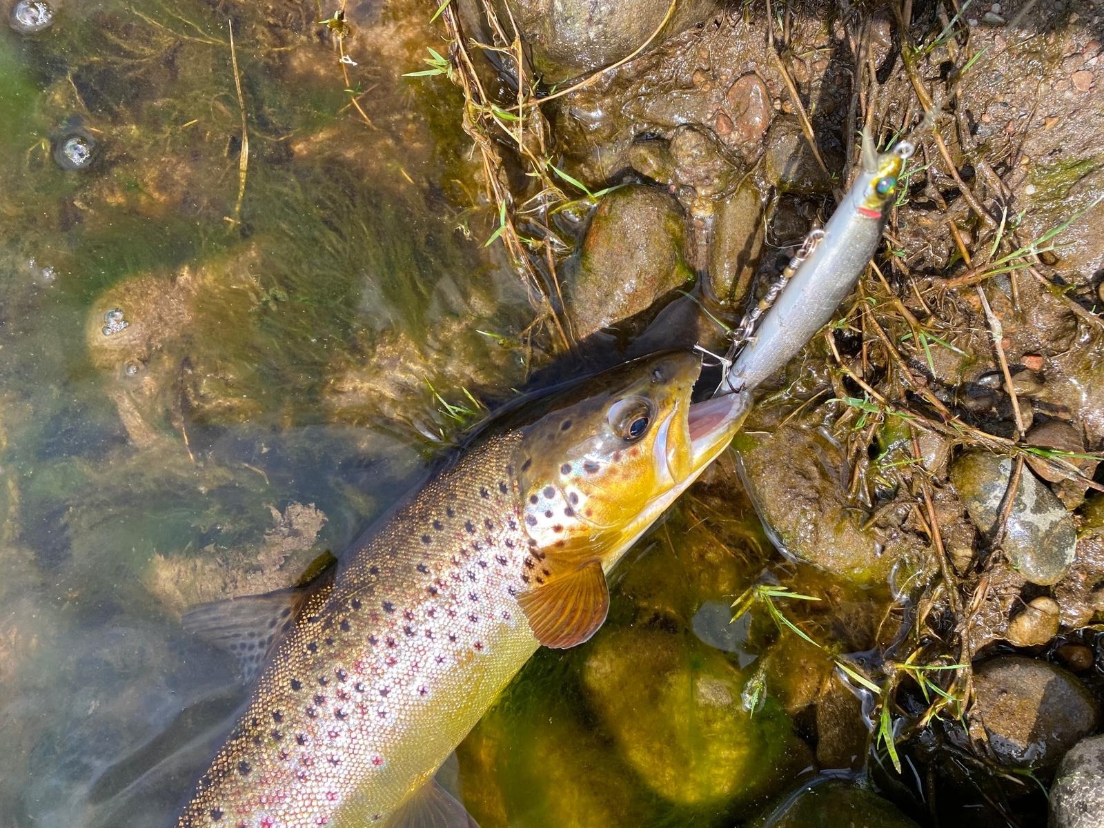 This beautifully conditioned brown trout had just been caught on a big salmon lure which it clearly thought was a juvenile salmon smolt. These big wild brown trout are juvenile salmon's biggest predator on all of the Scottish salmon rivers even though this fact is generally unknown amongst ghillies and river management.